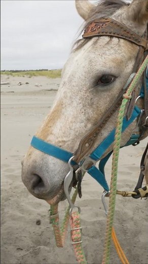 Guided horseback rides in Ocean Shores, a unique coastal experience #fun #travel #ocean #horse