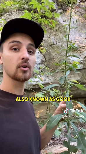 Feral Foraging on TikTok