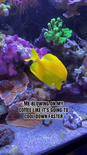 Just a Little Yellow Tang Reef Behavior 💛 #OceanFacts #YellowTang #coralreef