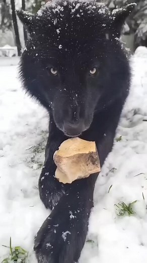 Why Wolves Can't be Pets - The Secrets of Wolf Groups