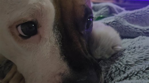 1.8K views · 113 reactions | Sugars cold nose...so cute. Baby Piper protesting about that cold nose. So cute. Dogs do have cold noses so learning impromptu a young age creates a no surprise about dogs later in life ❤️ | Purrrrfect Persians & Napoleon Munchkins | Facebook