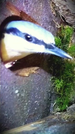 The Extraordinary Hatching of American Bluebird Eggs—A Rare Natural Wonder!