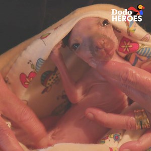 24M views · 221K reactions | This perfect creature is a newborn baby kangaroo  | The Dodo | Facebook