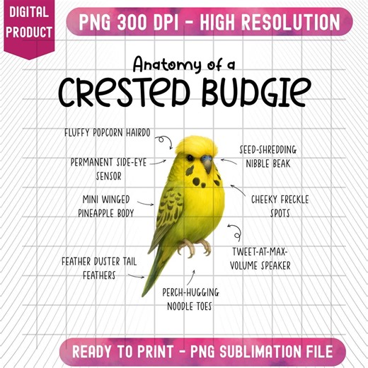 Funny Anatomy Budgerigar Clipart, Parakeet Bird Digital Downloads, Pet Budgie Parrot Australia Animal, Transparent Background - Etsy