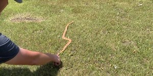 Snakes are slithering around as temperatures rise, what you need to know