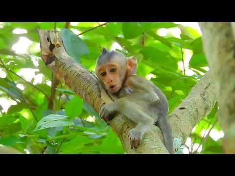 BABY MONKEY CRYING CALLING MOTHER ON TREE ‪@LoveMonkey16856‬