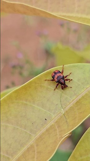 Little Snout, Big Details: Up Close with a Colorful Weevil