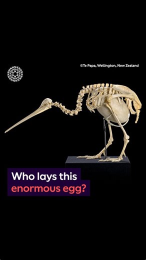 18K views · 193 reactions | How do kiwi birds lay eggs the size equivalent of a 40 pound baby? 讀 Find out in this week’s #SurprisingScience 諾捻 #Eggs #NaturalHistory #Kiwis #Science #Biology #Birds #Nature | Natural History Museum, London | Facebook