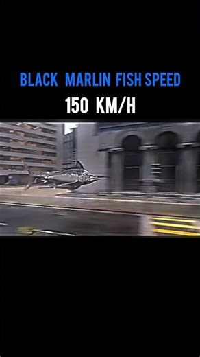 Fastest Creatures on Earth: Man vs. Cheetah vs. Black Marlin Falcon!Speed #FastestAnimals #Wildlife