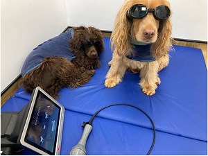Practical Laser Therapy for Veterinary Nurses 3-Hr CPD