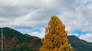 Timelapse of Ginkgo Tree Fall Foliage in Mountains in Japan -Zoom Out-