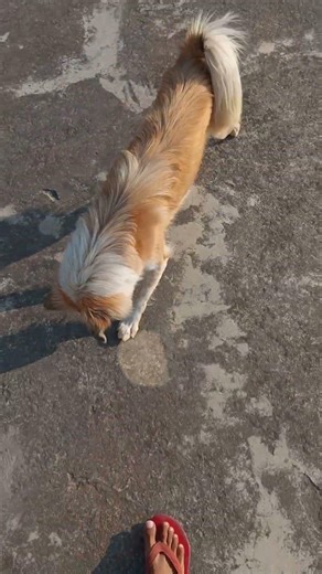 Puppy Dog Trying to Catch The Laser Pointer #funny #cute #pets