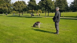 9K views · 195 reactions | Emergency stop training with Rufus. Shout "STOP!" and throw the treat directly behind the dog. He will turn round to eat the treat. Repeat, and repeat and repeat! In time, when Rufus hears the word, he will stop, expecting the treat to be delivered. When this happens, throw the treat. Very quick and effective, just needs practice | Glasgow Dog Trainer and Behaviour Consultant | Facebook