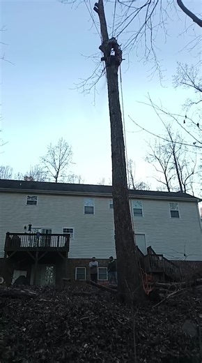 Aguilon tree services llc (@aguilontreeservices)’s videos with sonido original - Aguilon tree services llc