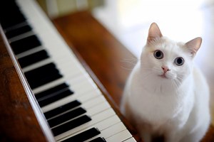 Six of our favorite classical music pieces about animals