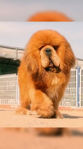 Very rare yellow mastiff #fyp #tiktokdogs #puppy #dogsoftiktok #tiktokdog #petdog #viral #nyc #lovepetsusa #foryoupage #tibetanmastiff