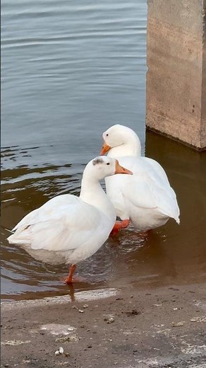 Peaceful Ducks Swimming on Crystal Water 🦆 | Most Relaxing Nature Moment