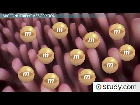 Absorption of Micronutrients and Water into the Bloodstream Video & Lesson Transcript