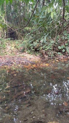 🇨🇷 El caimán de anteojos (Caiman crocodilus), también conocido como cachirre, blanco, guagipal, babilla o baba, es una especie de reptil carnívoro que habita los diferentes tipos de cursos de agua dulce, ciénagas y pantanos en el sur de México, Centroamérica y el noroeste de América del Sur.Fue introducido en Puerto Rico como mascota en los años 1960 y 1970, y actualmente se encuentra en todos los cuerpos de agua de la isla. Los machos llegan a medir entre 1,8 y 2,5 m de largo, y las hembras 1