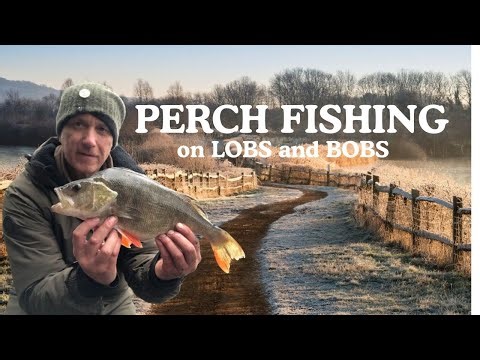 Traditional Big Perch Fishing: Bobbers, Lobworms & Prawns