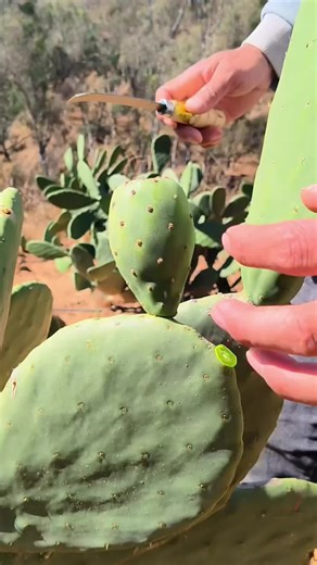 Exploring the Benefits of Fresh Fruits in Agriculture