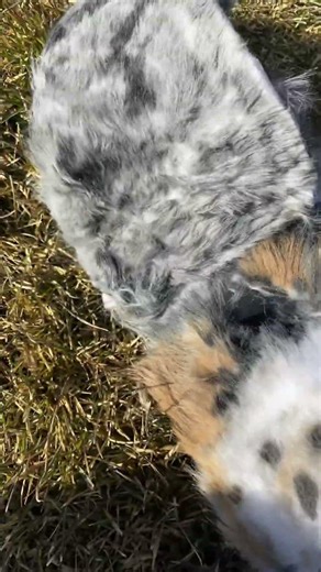 New Australian shepherd mask! #therian #furry #dog #mask #shepherd #new #4.0 #cute #realistic ￼