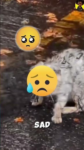 If You See This 3-Headed Creature in a Cave… RUN! 😱 #shorts #tautonym