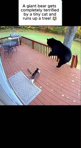 😂 This Tiny Cat Scared A Giant Bear #FunnyAnimals #BraveCat #ScaredyBear #AnimalKingdom #ViralVideo