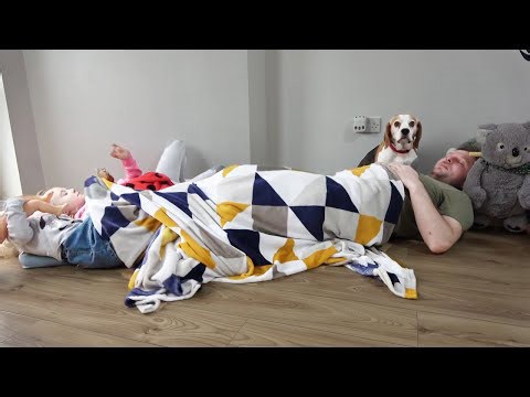 Dogs’ reactions to humans stealing their beds