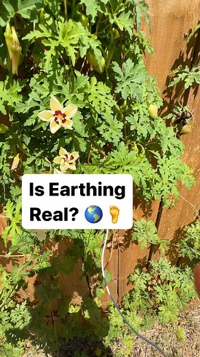 Is earthing real? Is there really an electrical connection between our bodies, the earth and the plants around us? Is “grounding” really a thing? Of course it is! And with PlantWave, we can demonstrate our connection to earth through music. Check it out! #earthing #grounding #health #barefoot #plantmusic #plantwave | PlantWave