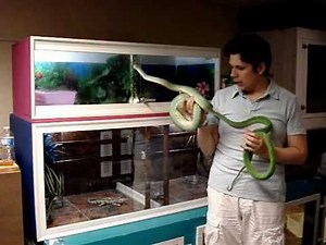 Custom Green Tree Python Enclosure for Medusa & Merlin.