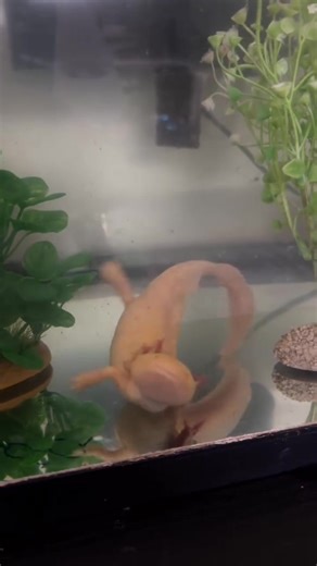 An axolotl is an enchanting, aquatic salamander known for its feathery gills, quirky smile, and vibrant colors, thriving in water with a knack for regeneration. #Axolotl #FYP #CuteCreatures #AquaticWonders #NatureMagic