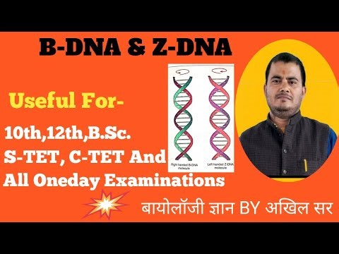 B-DNA AND Z-DNA, DIFFERENCES BETWEEN B-DNA AND Z-DNA