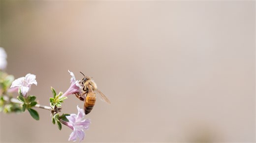Allergies vs. cold symptoms. 2 indicators may tell you what you have