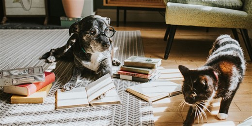 Everything you need to know about pet insurance