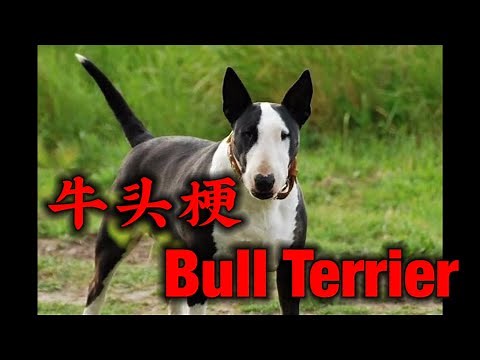 凶狗特辑 EP 2 牛头梗 Bull Terrier【附真实案例】 ｜【家有贱狗】｜【突发狂暴症】｜【三分钟能咬死德国黑背】