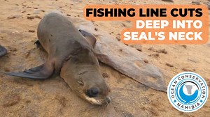 When entangled, the usually healthy growth of a young seal turns into a fatal trap. The animal grows fast enough to force the entanglement into its flesh but not fast enough to break the fishing line or rope. In other words: the noose tightens. It becomes a waiting game. Will the seal starve? Or suffocate? Will an infection take the animal down? All because discarded fishing gear has turned into a globally accepted irregularity. | Ocean Conservation Namibia