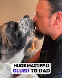 Huge Mastiff cuddles with dad to watch TV! 😍 #mastiff #dogdad #cuddlebuddies | Cuddle Buddies