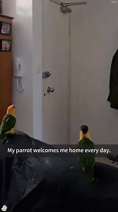 It's a dramatic parrot.🤣#fyp #foryou #Tiktok #funny #funnyvideo #funnytiktok #funnnyanimals # | Pet Lovers Paradise