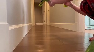 17K views · 1.3K reactions | Here's a fun video and adoption update for you! Coco the Red Lored Amazon and Tom Jones the Orange Wing Amazon were adopted a few months ago to join Kahlua the Double Yellow Headed Amazon. They're living the good life and get lots of love and fun activities. #adoptdontshop | Greyhaven Exotic Bird Sanctuary | Facebook