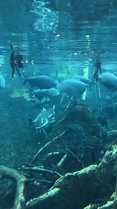 Our growing population means growing consumption, but it’s other species picking up the bill. Overfishing reduces fish supplies for the species that depend on it for their food. The pressure to catch more, faster, drives destructive practices like bottom trawling and indiscriminate netting- methods that don't distinguish between target species and bycatch, putting entire ecosystems at risk. The oceans and waterways we’re destroying when we fish aren’t empty spaces- they're these species’ homes. 