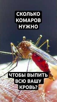 Сколько Комаров Нужно, Чтобы Выпить Всю Кровь?