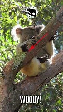 Woody shows us his amazing koala feet and hands with six thumbs and fused toes all for living in