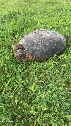 Exploring the World of Cute Snapping Turtles