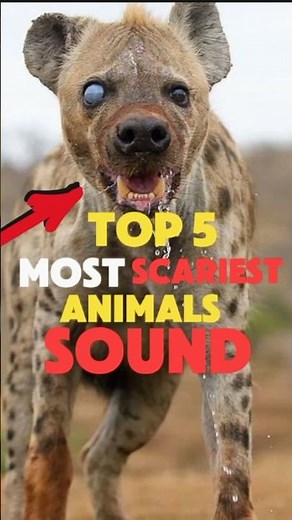 TOP 5 Scariest Animal Sounds in the World