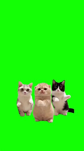 How to use this meme❓Click The Link in Bio 📥 3 kittens dancing Green Screen Meme Template #capcut #capcutpioneer #pioneertemplate #kittens