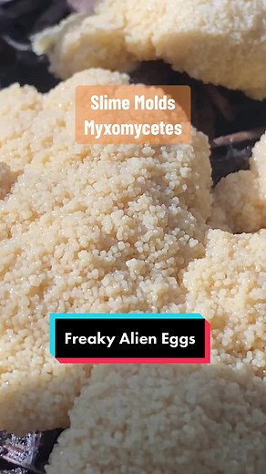 Slime Molds are incredibly interesting organisms that are difficult to define taxonomically. They are microscopic single celled organisms similar to an ameoba, but they live quite differently. True slime molds #myxomycetes reproduce by spore, living alone in soil until they find a compatible mate, fusing together to form plasmodium. The plasmodial phase crawls around the forest floor grazing on organic material, eating everything from bacteria, fungi, and dead plant material. As conditions shift