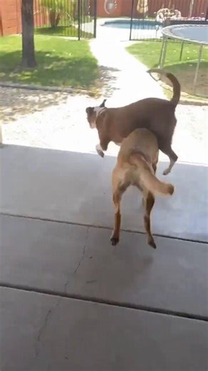 Adorable Fast Dogs You Have to See