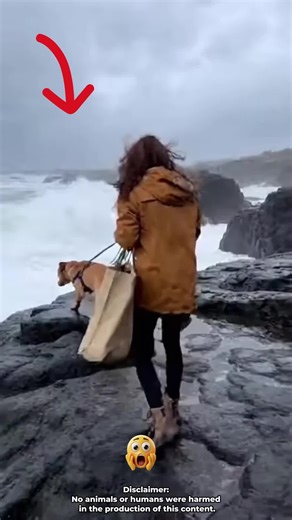 Heartwarming Rescue Moments with Dogs