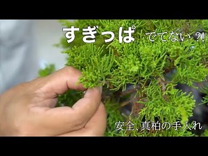 Juniper Bonsai, SAFE ! Leave Care